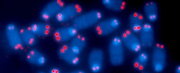 'Células de zumbi' ainda estão vivas, mas não podem funcionar, e elas se acumulam à medida que envelhecemos